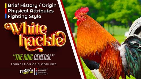 Usapang Bloodlines: Murphy White Hackle Charlie Cruz of .